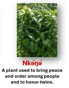 Plant